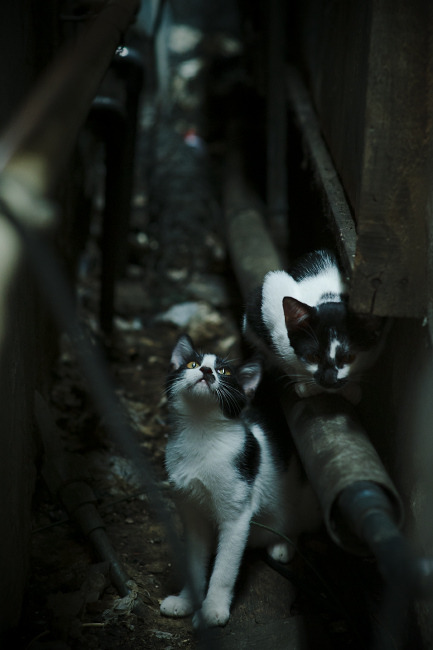 FB体育注册网址-亚洲热门篮球邀请赛开赛，强队争霸燃爆全场，亚洲篮球联盟