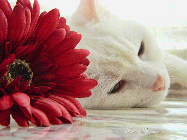 fb体育平台官网-北京国安主帅调整阵容应对密集赛程，北京国安主帅是谁