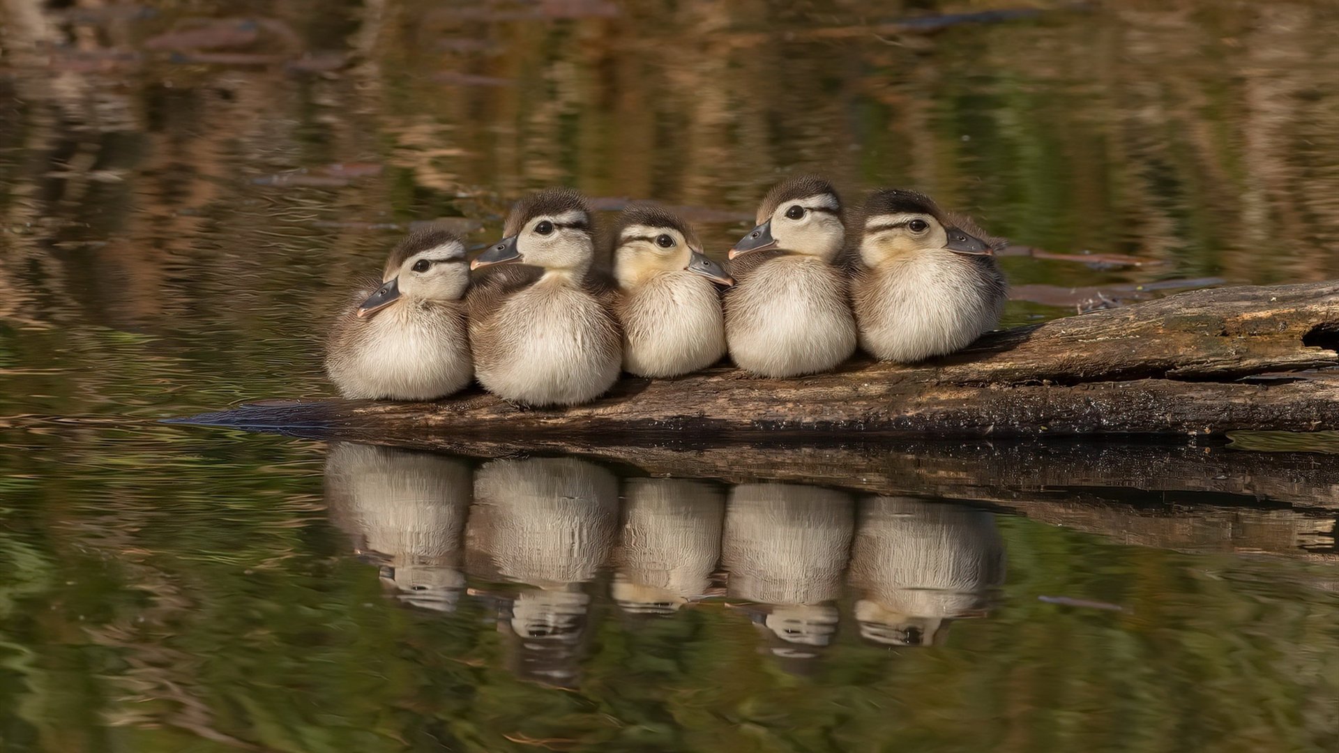 fb体育首页-法国橄榄球队在主场表现出色，获得季军，法国橄榄球队拍摄