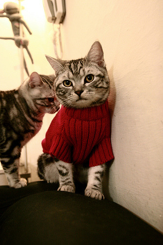 fb sports官网-特别报道羽毛球技术革新，羽毛球研究