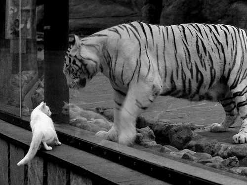 fb体育网站-米兰德比未分胜负，两队实力平分秋色，米兰德比进行了多少场