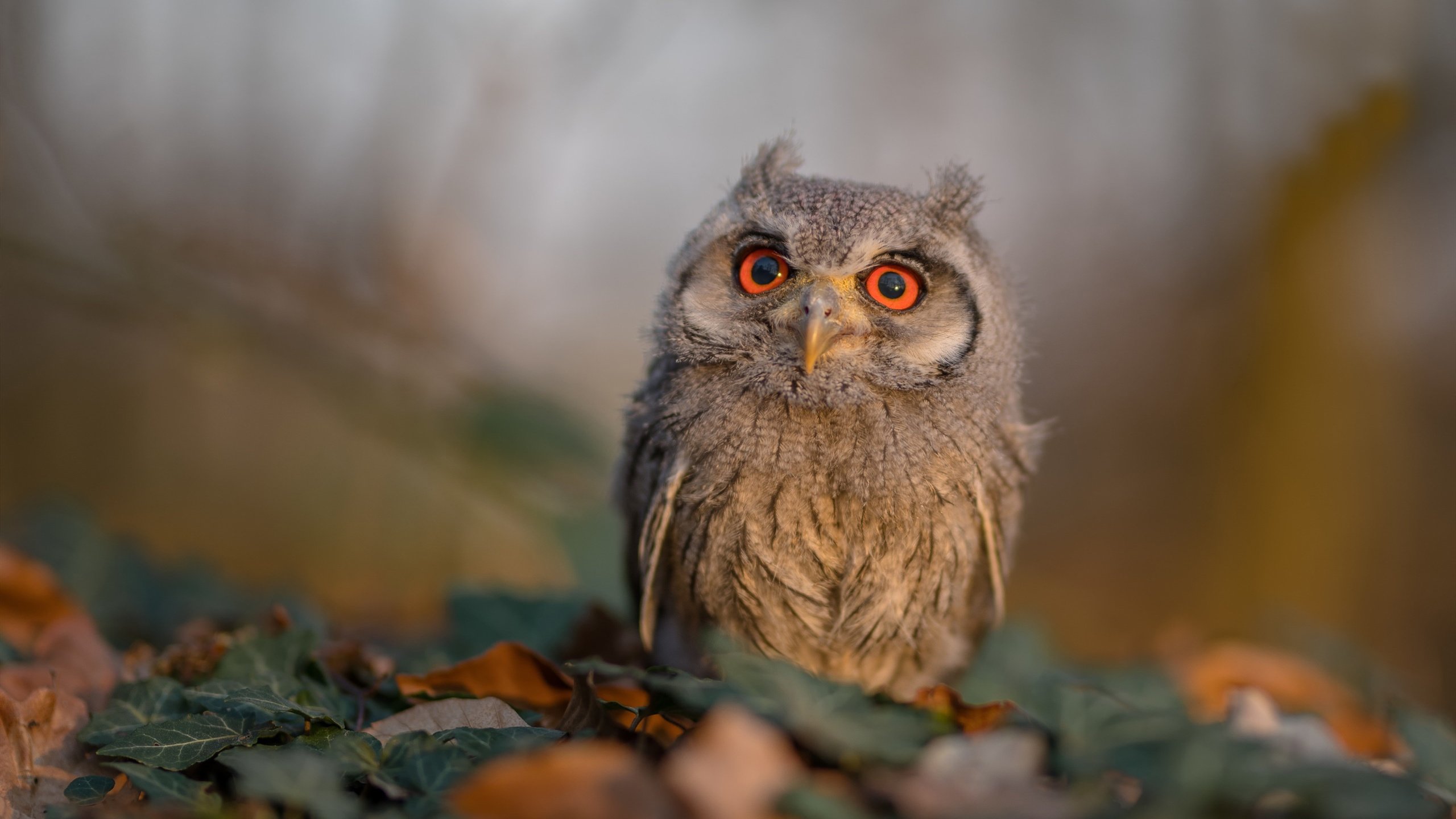 fb体育官网入口-首尔FC备战有方，准备全力以赴争取胜利，首尔fc比赛直播