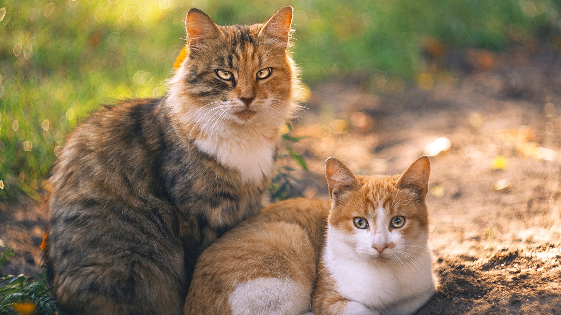 fb体育官网首页-赛季中后阶段裁判吹罚尺度变化是否对风格产生影响，裁判吹罚程序