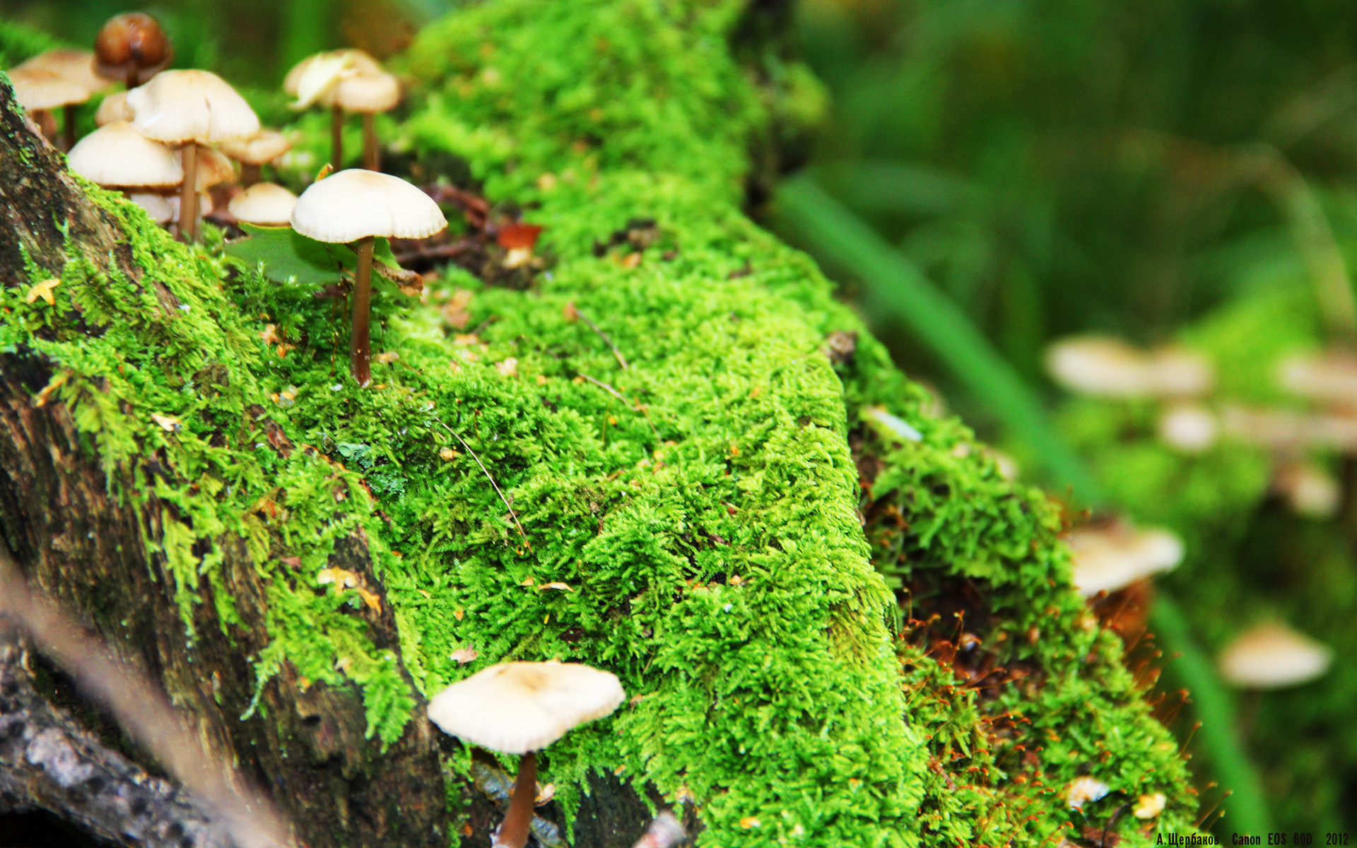 fb体育-布克关键三分太阳继续刷新纪录，布克得过三分大赛冠军吗